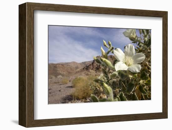 Rock Nettle in Bloom, Death Valley National Park, California-Rob Sheppard-Framed Photographic Print