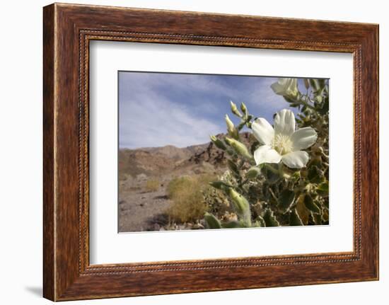 Rock Nettle in Bloom, Death Valley National Park, California-Rob Sheppard-Framed Photographic Print