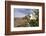 Rock Nettle in Bloom, Death Valley National Park, California-Rob Sheppard-Framed Photographic Print