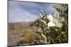 Rock Nettle in Bloom, Death Valley National Park, California-Rob Sheppard-Mounted Photographic Print