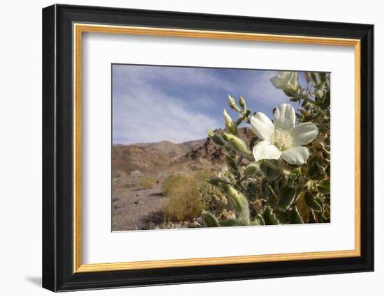 Rock Nettle in Bloom, Death Valley National Park, California-Rob Sheppard-Framed Photographic Print