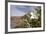 Rock Nettle in Bloom, Death Valley National Park, California-Rob Sheppard-Framed Photographic Print