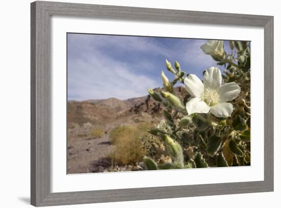 Rock Nettle in Bloom, Death Valley National Park, California-Rob Sheppard-Framed Photographic Print