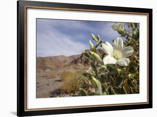 Rock Nettle in Bloom, Death Valley National Park, California-Rob Sheppard-Framed Photographic Print