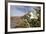 Rock Nettle in Bloom, Death Valley National Park, California-Rob Sheppard-Framed Photographic Print