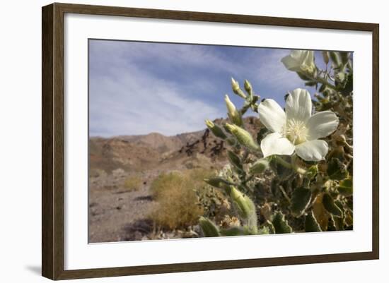 Rock Nettle in Bloom, Death Valley National Park, California-Rob Sheppard-Framed Photographic Print