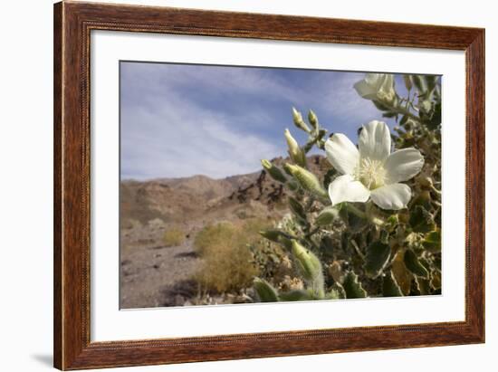 Rock Nettle in Bloom, Death Valley National Park, California-Rob Sheppard-Framed Photographic Print