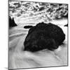 Rock on the Beach-null-Mounted Photographic Print