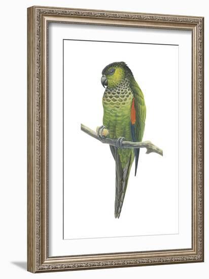 Rock Parakeet (Pyrrhura Rupicola), Birds-Encyclopaedia Britannica-Framed Art Print