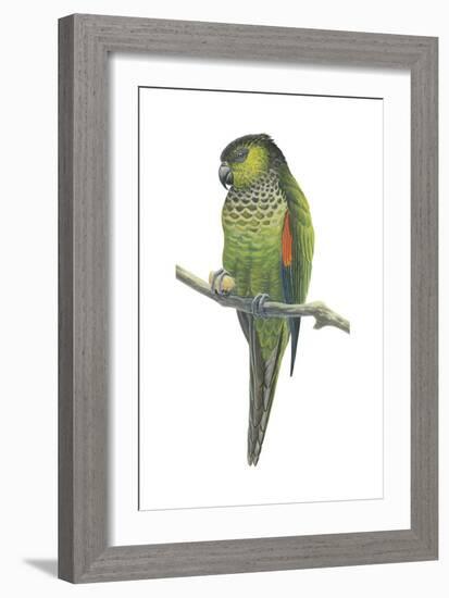 Rock Parakeet (Pyrrhura Rupicola), Birds-Encyclopaedia Britannica-Framed Art Print