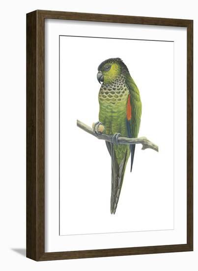 Rock Parakeet (Pyrrhura Rupicola), Birds-Encyclopaedia Britannica-Framed Art Print