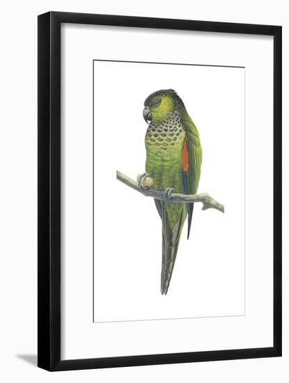 Rock Parakeet (Pyrrhura Rupicola), Birds-Encyclopaedia Britannica-Framed Art Print