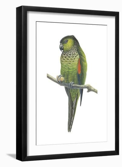 Rock Parakeet (Pyrrhura Rupicola), Birds-Encyclopaedia Britannica-Framed Art Print