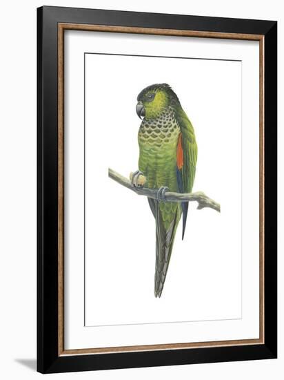 Rock Parakeet (Pyrrhura Rupicola), Birds-Encyclopaedia Britannica-Framed Art Print