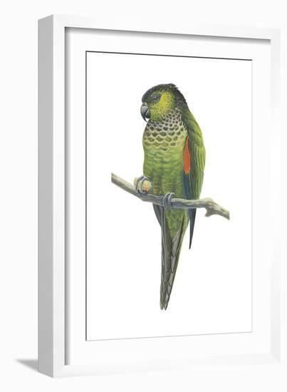 Rock Parakeet (Pyrrhura Rupicola), Birds-Encyclopaedia Britannica-Framed Art Print