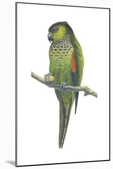 Rock Parakeet (Pyrrhura Rupicola), Birds-Encyclopaedia Britannica-Mounted Art Print