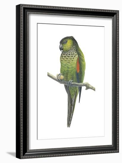 Rock Parakeet (Pyrrhura Rupicola), Birds-Encyclopaedia Britannica-Framed Art Print