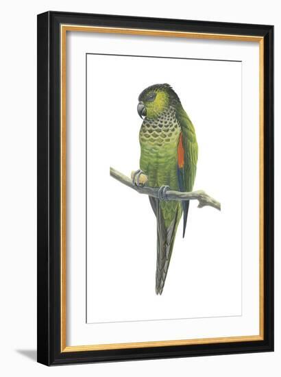 Rock Parakeet (Pyrrhura Rupicola), Birds-Encyclopaedia Britannica-Framed Art Print