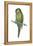 Rock Parakeet (Pyrrhura Rupicola), Birds-Encyclopaedia Britannica-Framed Stretched Canvas