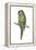 Rock Parakeet (Pyrrhura Rupicola), Birds-Encyclopaedia Britannica-Framed Stretched Canvas