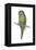 Rock Parakeet (Pyrrhura Rupicola), Birds-Encyclopaedia Britannica-Framed Stretched Canvas