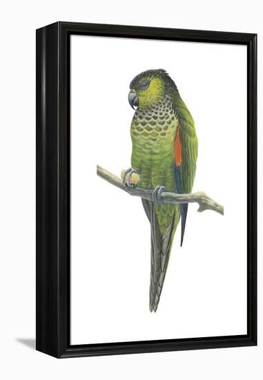 Rock Parakeet (Pyrrhura Rupicola), Birds-Encyclopaedia Britannica-Framed Stretched Canvas