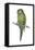 Rock Parakeet (Pyrrhura Rupicola), Birds-Encyclopaedia Britannica-Framed Stretched Canvas