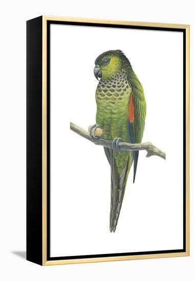 Rock Parakeet (Pyrrhura Rupicola), Birds-Encyclopaedia Britannica-Framed Stretched Canvas