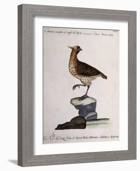 Rock Partridge or Crested Quail from Mexico (Coturnix Mexicana Cristata)-null-Framed Giclee Print