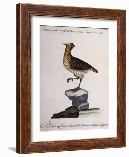 Rock Partridge or Crested Quail from Mexico (Coturnix Mexicana Cristata)-null-Framed Giclee Print