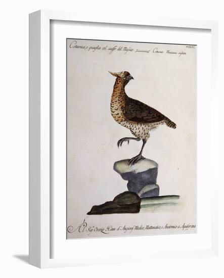 Rock Partridge or Crested Quail from Mexico (Coturnix Mexicana Cristata)-null-Framed Giclee Print