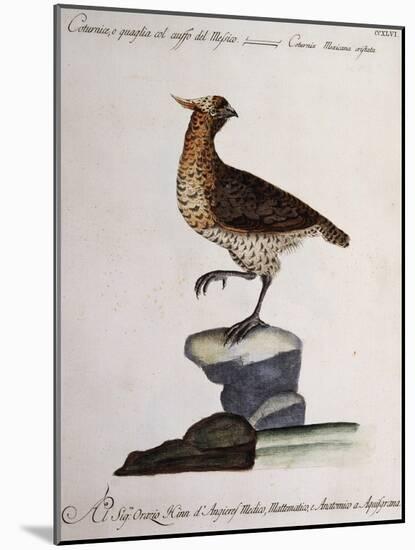 Rock Partridge or Crested Quail from Mexico (Coturnix Mexicana Cristata)-null-Mounted Giclee Print