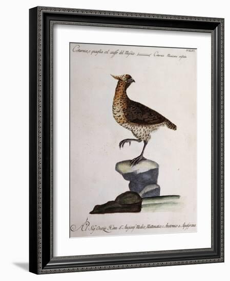 Rock Partridge or Crested Quail from Mexico (Coturnix Mexicana Cristata)-null-Framed Giclee Print