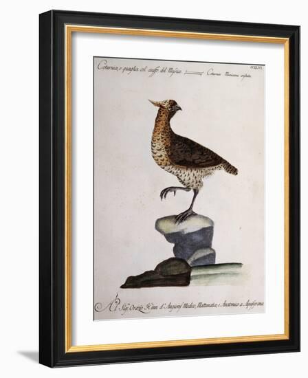 Rock Partridge or Crested Quail from Mexico (Coturnix Mexicana Cristata)-null-Framed Giclee Print