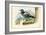 Rock Pigeon, 1863-79-Raimundo Petraroja-Framed Giclee Print