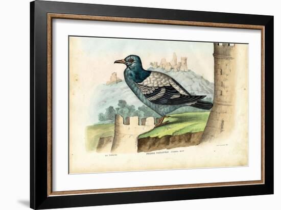 Rock Pigeon, 1863-79-Raimundo Petraroja-Framed Giclee Print