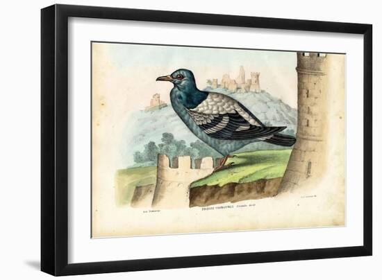 Rock Pigeon, 1863-79-Raimundo Petraroja-Framed Giclee Print