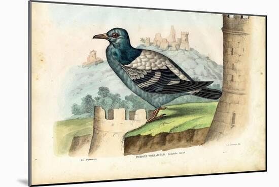 Rock Pigeon, 1863-79-Raimundo Petraroja-Mounted Giclee Print