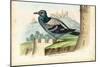 Rock Pigeon, 1863-79-Raimundo Petraroja-Mounted Giclee Print