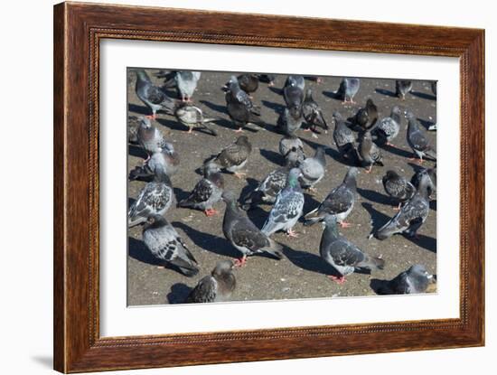 Rock Pigeons-Georgette Douwma-Framed Photographic Print