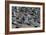 Rock Pigeons-Georgette Douwma-Framed Photographic Print