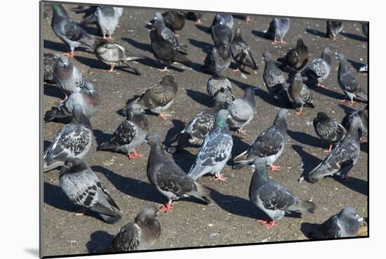 Rock Pigeons-Georgette Douwma-Mounted Photographic Print