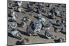 Rock Pigeons-Georgette Douwma-Mounted Photographic Print