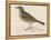 Rock Pipit-Reverend Francis O. Morris-Framed Stretched Canvas