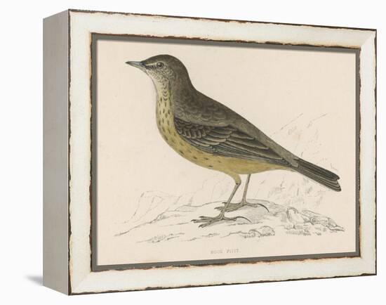 Rock Pipit-Reverend Francis O. Morris-Framed Stretched Canvas