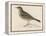 Rock Pipit-Reverend Francis O. Morris-Framed Stretched Canvas