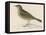 Rock Pipit-Reverend Francis O. Morris-Framed Stretched Canvas