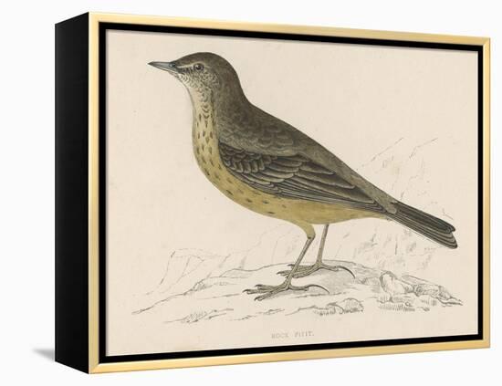 Rock Pipit-Reverend Francis O. Morris-Framed Stretched Canvas