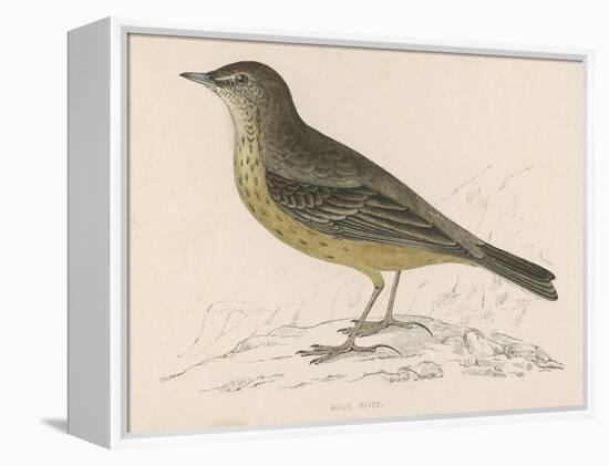 Rock Pipit-Reverend Francis O. Morris-Framed Stretched Canvas