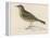 Rock Pipit-Reverend Francis O. Morris-Framed Stretched Canvas